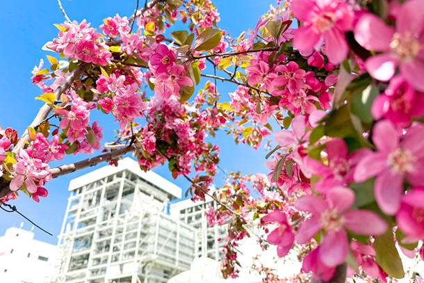 01 图为春日繁花盛开的邯郸电厂_副本