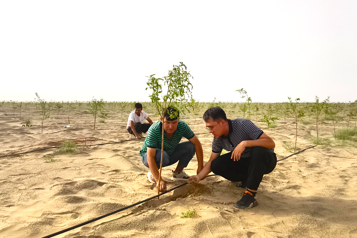 图为驻村队员与种植户查看桃树新芽生长