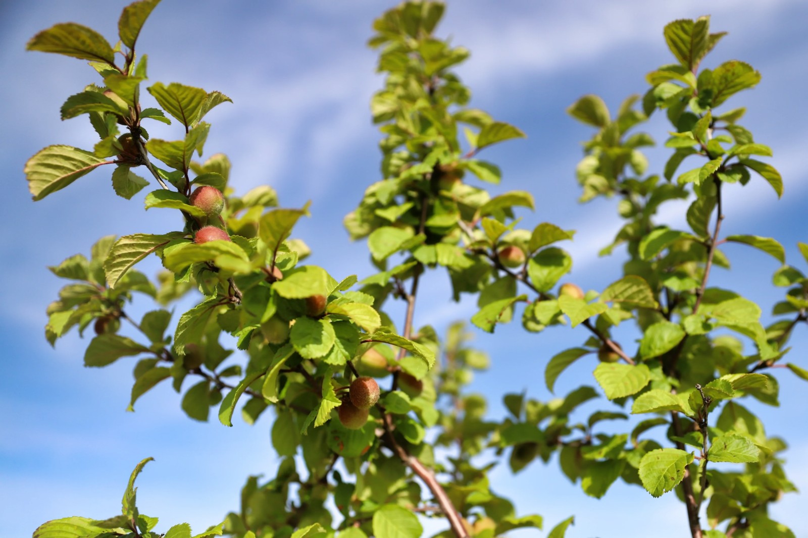 图为公益林中的榆叶梅果实