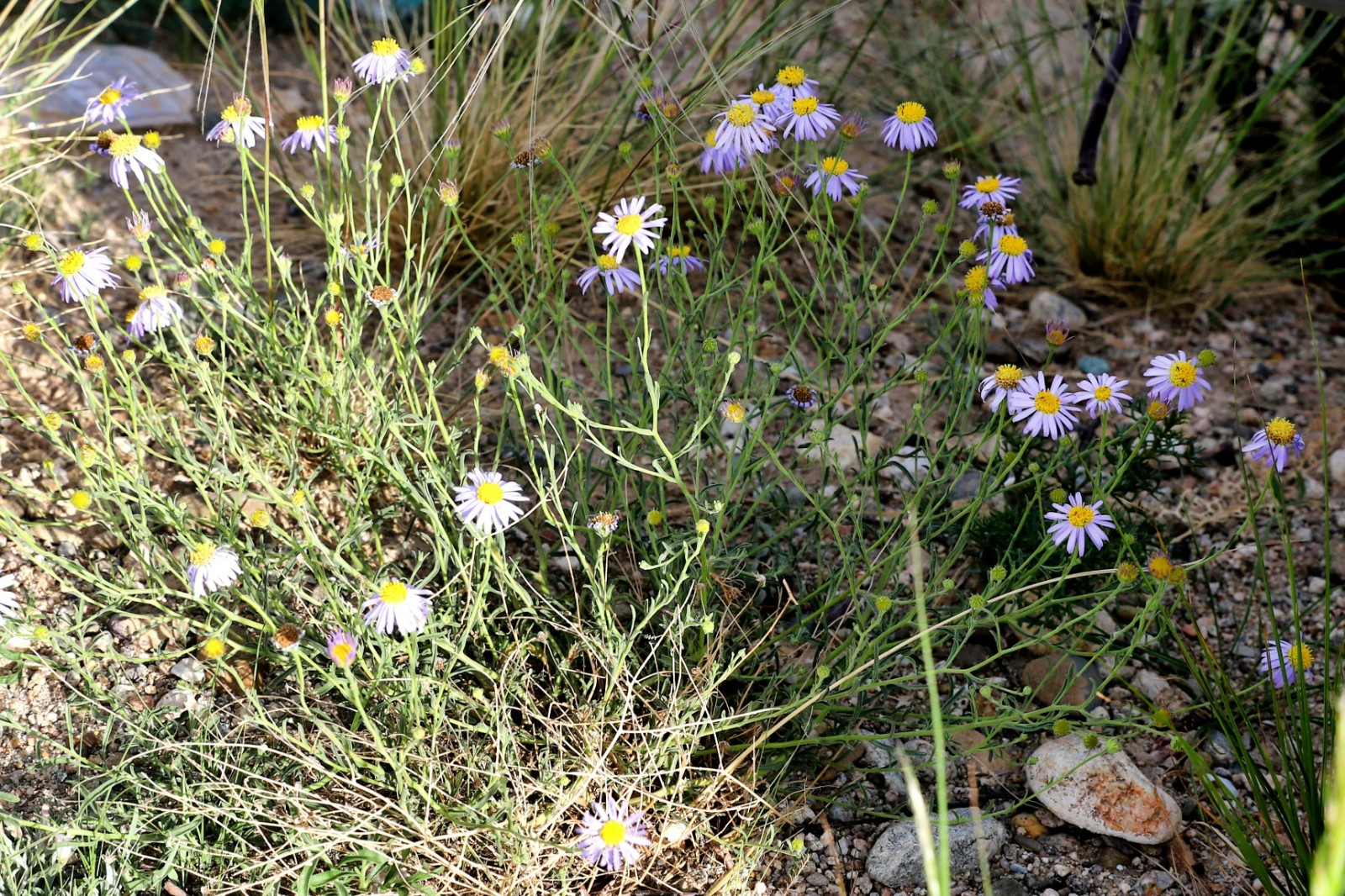 图为树下盛开的全叶马兰花