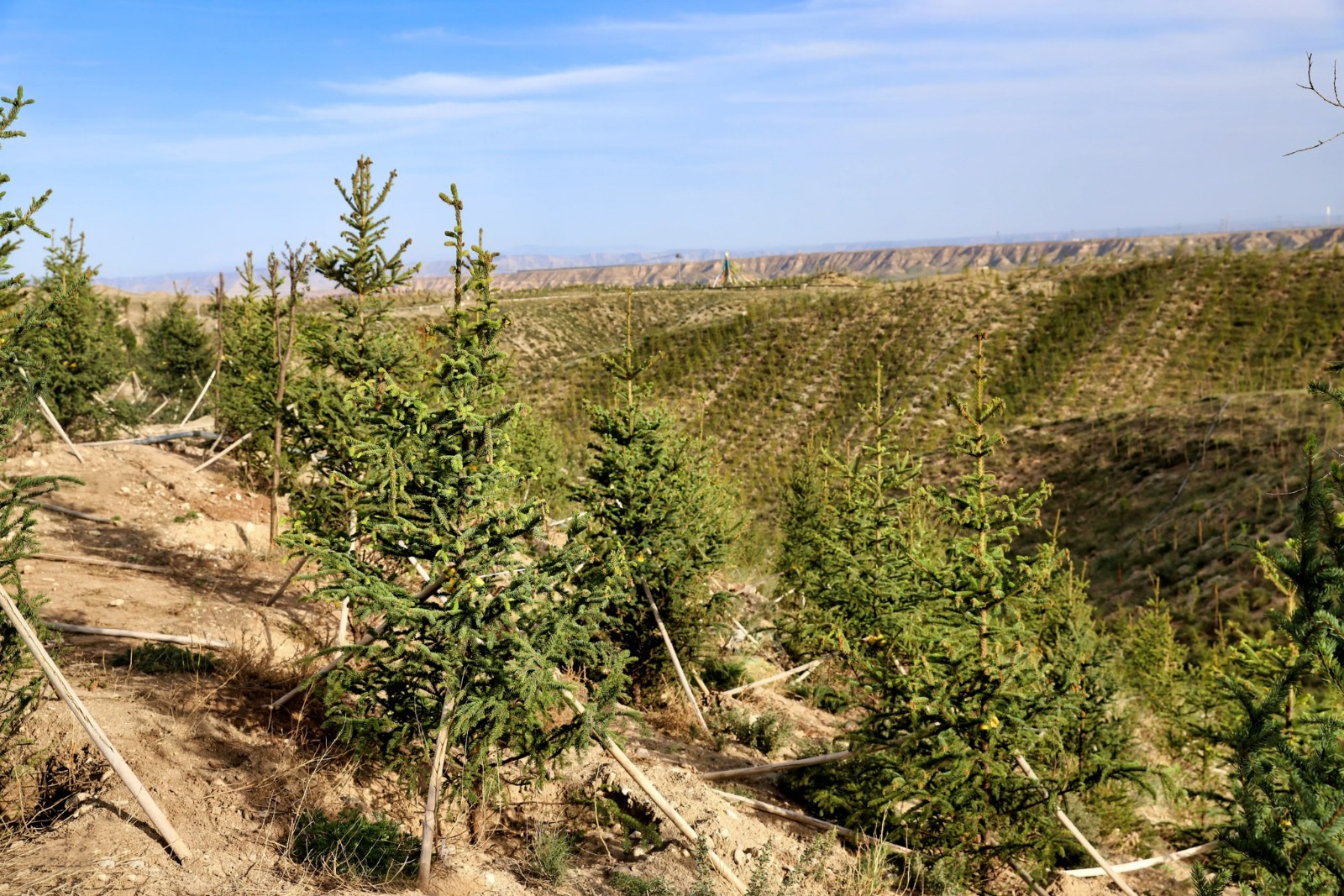 图为树苗在起伏的坡地上铺展成的绿色棋盘