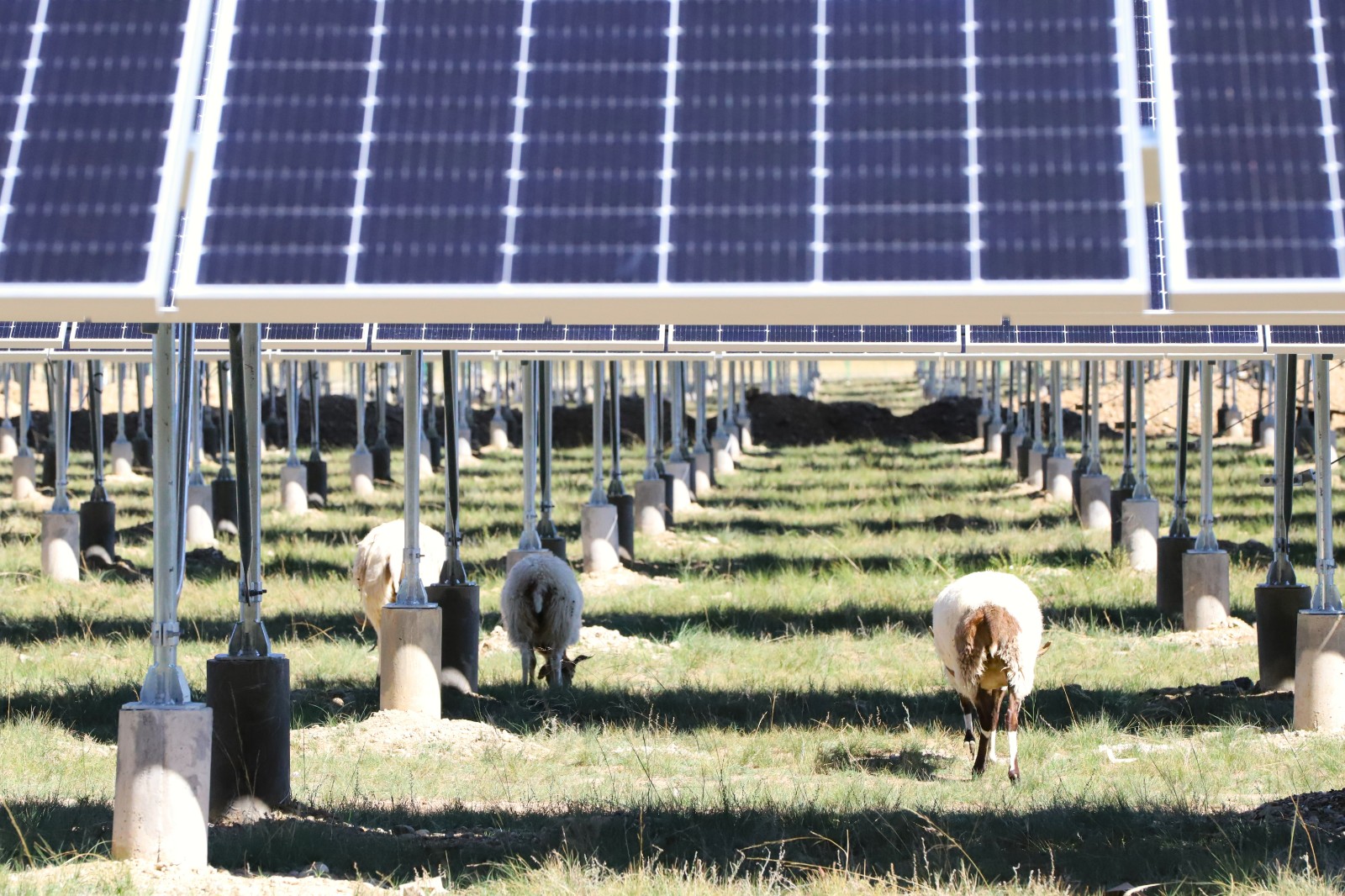 图为光伏板下悠然吃草的“光伏羊”
